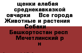 щенки алабая ( среднекавказкой овчарки) - Все города Животные и растения » Собаки   . Башкортостан респ.,Мечетлинский р-н